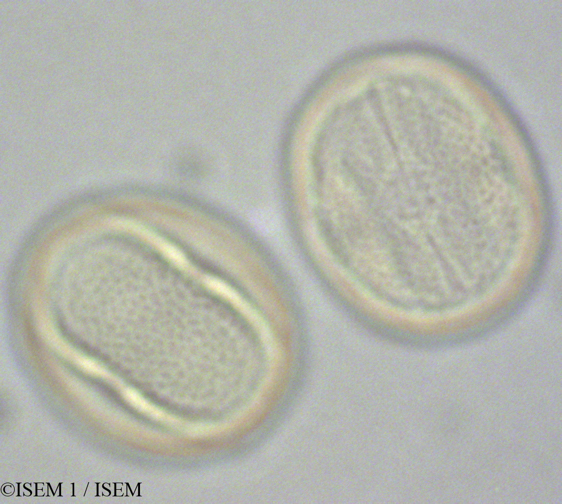 ISEM 1/Carica_papaya_28630/Carica_papaya_28630_0001(copy).jpg